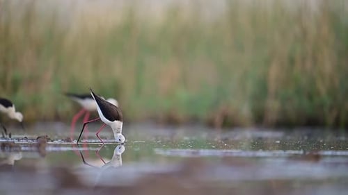 Elegant Black-Winged Stilt Birds Wading in Marshland