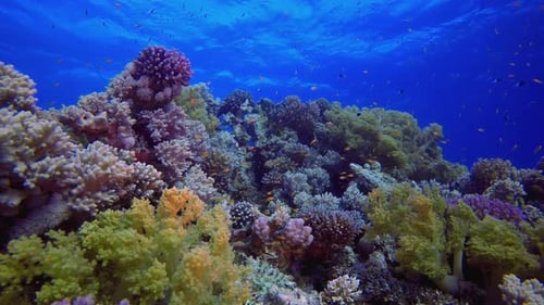Coral Reef and Fish Swimming in Tropical Ocean