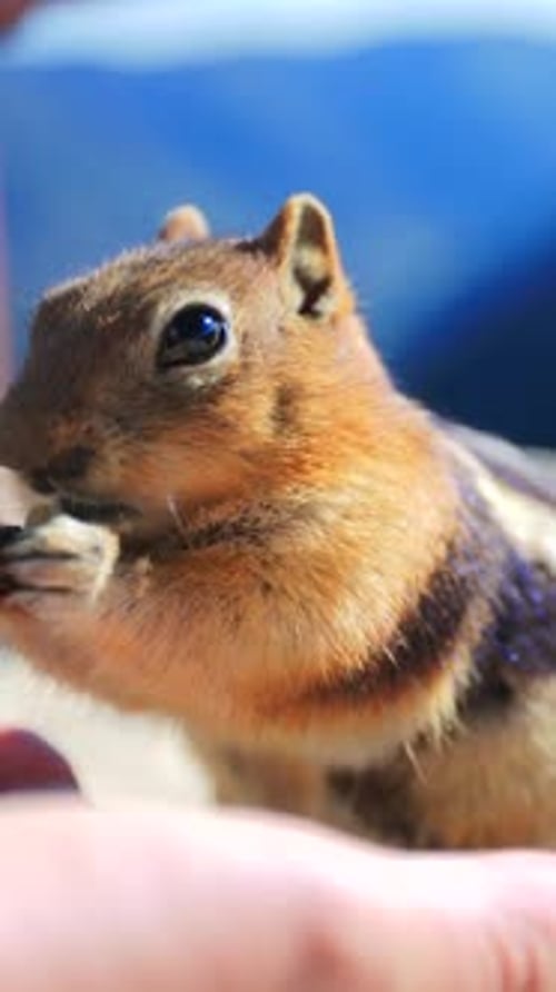 A Friendly Squirrel Happily Eating in Nature CloseUp Interaction with the Surroundings