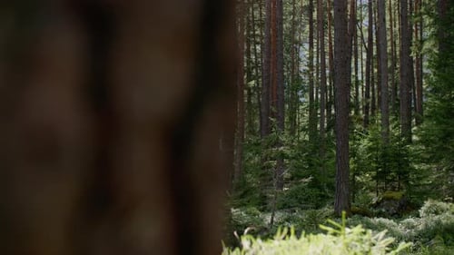 Nature Landscape of Forest Lungs of the Planet