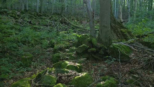 Flight through a wild forest around moss-covered stones.