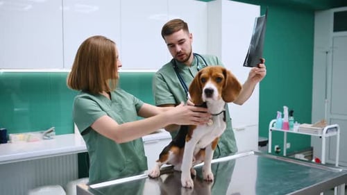 Holding the x-ray. Dog in veterinary clinic with two doctors.