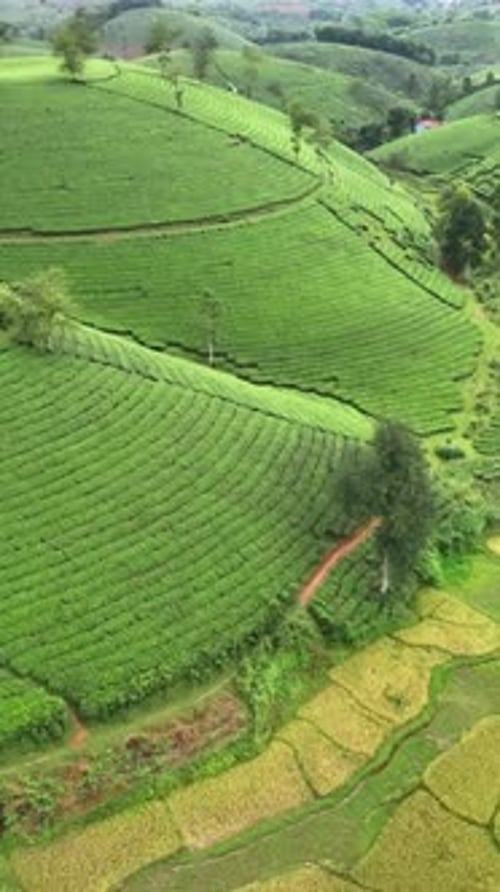 Vertical View Of Mountain Hills And Tea Fields, Vietnam
