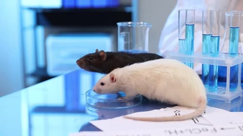 Laboratory Rats Investigated in Science Setting
