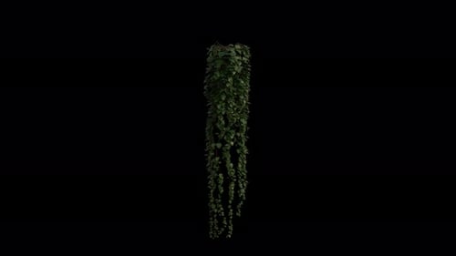 Im Wind wehender Efeu Loop-Animation. Alpha-Kanal. Loop-Animation