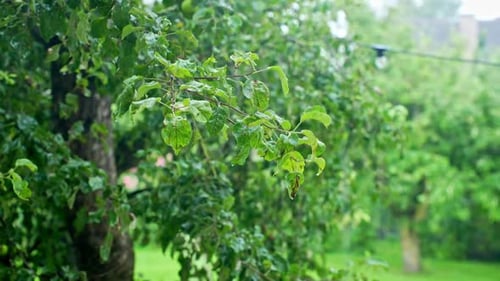 Tranquil Garden Scene with Gentle Rain Refreshing Lush Green Foliage
