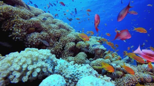 Underwater Tropical Sea Colourful Fish