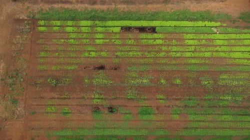 Aerial View of Vibrant Green Crops on Farmland