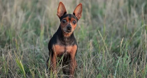 Neugieriger Hundewelpe sitzt auf hohem trockenem Gras im Feld und wartet auf den Besitzer
