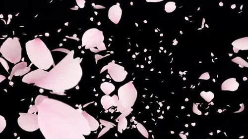 Realistic Pink Flower Petals Falling Animation
