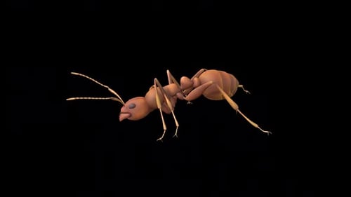 Ant Searching Food 2