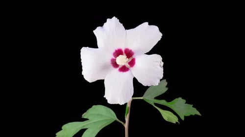 Flower Blooming Time Lapse on Black Background