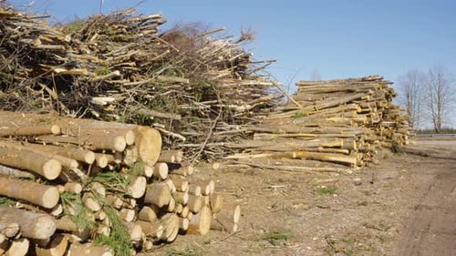 Bûches de récolte de bois tombées de taille et de circonférence constantes, empilées en gros tas