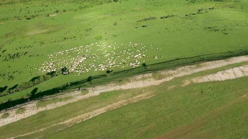 Aerial View of Grazing Flock of Sheep, Livestock in a Green Meadow, Pasture