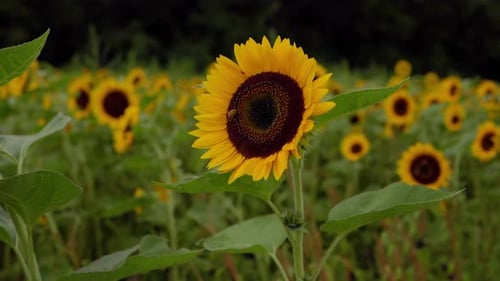 Close up of a sunflower in a sunflower farm, dancing in the wind with two bees extracting pollen. On