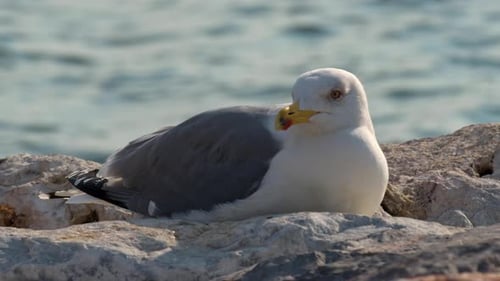 Calm Seagull Resting on Rocky Beach Shoreline