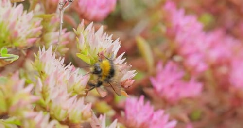 Bumblebees Pollinating Pink Flowers in Natural Setting