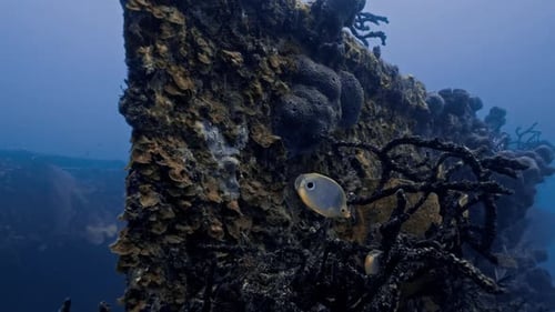 Plan au ralenti de poissons-papillons nageant à travers les coraux d'une épave de navire