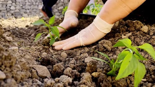 Hands Planting Seedling in Fertile Garden Soil