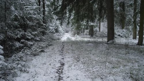 Winter Forest Trek Narrow Snowcovered Route Surrounded By Lush Conifers Leading Into Foggy Distance