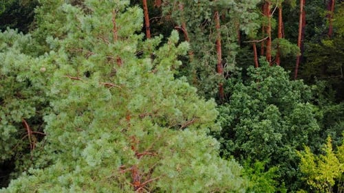 Fur trees and pines from above. Aerial view video on forest. Green wood. Nature concept video.