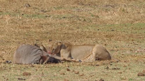 Zwei Löwinnen fangen und essen ein Gnus im Tarangire-Nationalpark in Tansania.