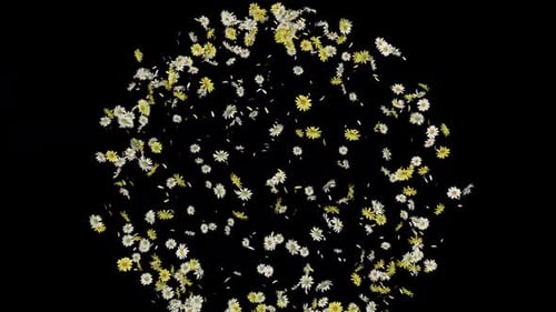 Daisy Burst mit Alpha