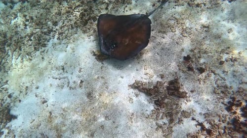 Watching a stingray swimming near the bottom of the sea.