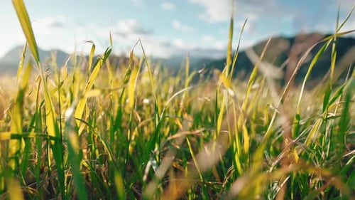 Green Grass Plants Moved By Light Wind in the Countryside