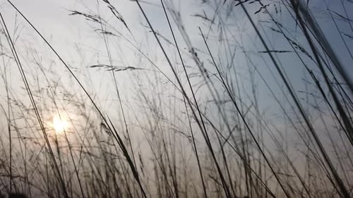 Sun Through Grass, Peaceful Nature Scene