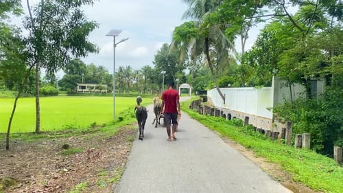 Cowherd cow shepherd looking after cows walk in middle of street in Bangladesh
