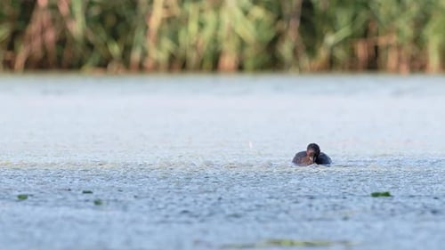 A little grebe caught a small fish in an empty marsh. Static shot.