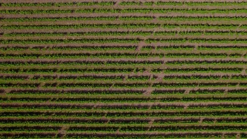 Vue aérienne par drone des lignes de vigne vertes dans un vaste vignoble