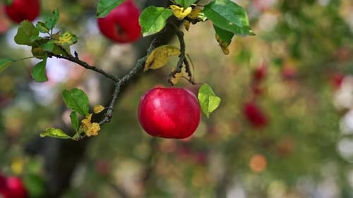 Delicious ripe red apple hanging on the branch. Close up. Harvesting season at the farmlands.