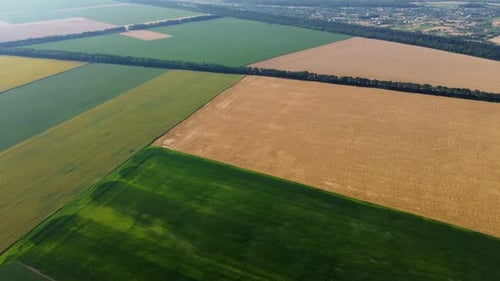 Agricultural Fields Field with Ripe Wheat and Other Different Agricultural Crops