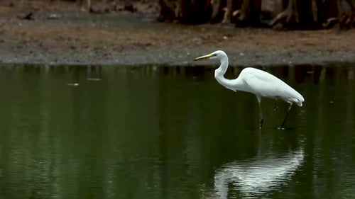 Silberreiher, Silberreiher, Silberreiher, Silberreiher, Vogeljagd, Fischvideo