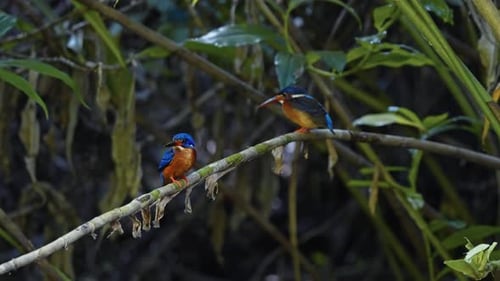 Kingfishers Perched on Branch in Tropical Setting