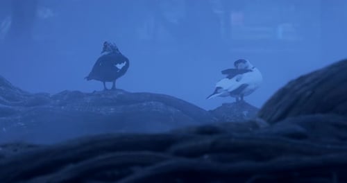 Quelques canards se reposent tôt le matin dans le lac Camécuaro. 4k 24 images par seconde. Quelques pistes descendantes de