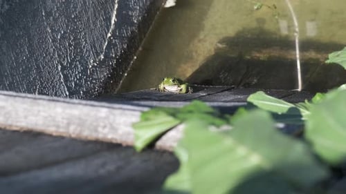 closeup of bright green amphibian frog moving its throat