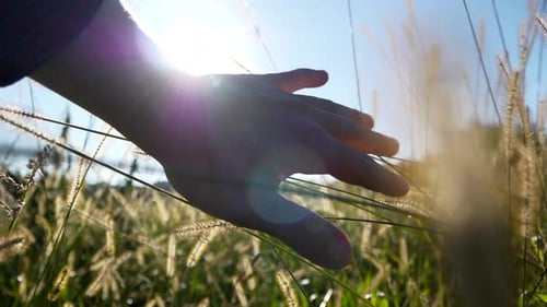Farmer Touching Cornfield in Harvesting Season on Farmland