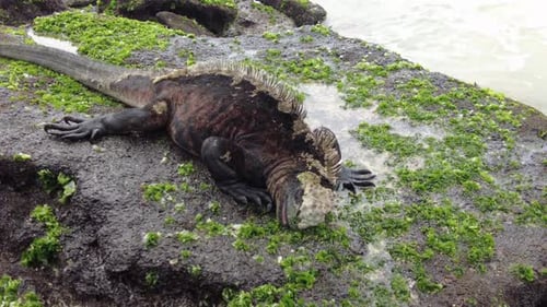 Galapagos iguana eating algae on a rock