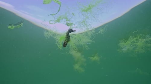 Bottom view of Seahorse under water surface swims from one drifting green algae to another