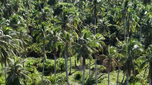 Aerial drone view of coconut tree shadows