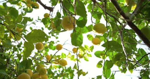 Breeze is making lemons sway as camera is panning, tilting under canopy revealing heavy yield