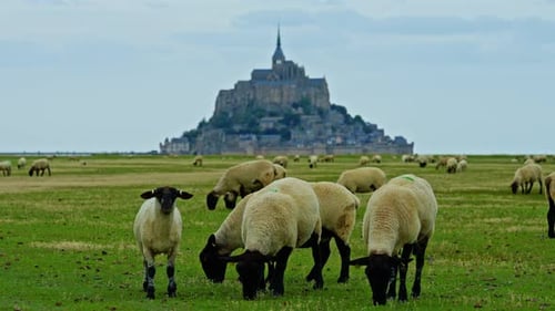 Sheep Grazing in Green Meadows and Eating Fresh Grass Mont Saint Michel France