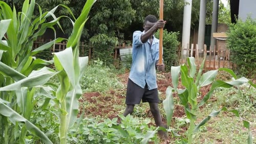 Un jeune homme africain en chemise bleue creusant dans un jardin avec une houe tout en portant des bottes en gomme.
