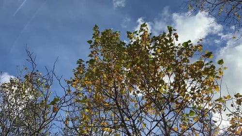 Morning in Autumn Forest Sky and Clouds and the Sun Shining Through the Trees