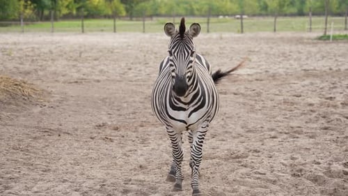 Zebra looking into the camera and wagging its tail in slow motion