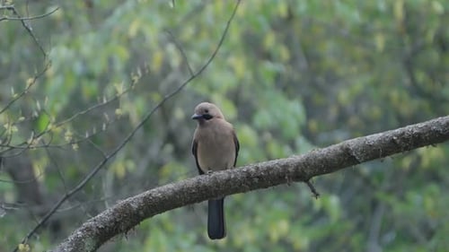 Birds of Nepal
