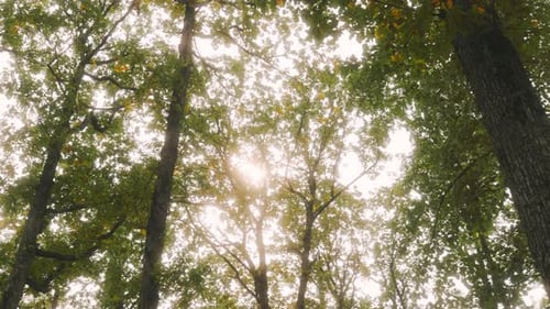 Árbol con un tronco muy grueso y con muchas hojas